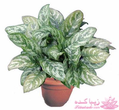 چه گلهايي را مشناسيم؟ 